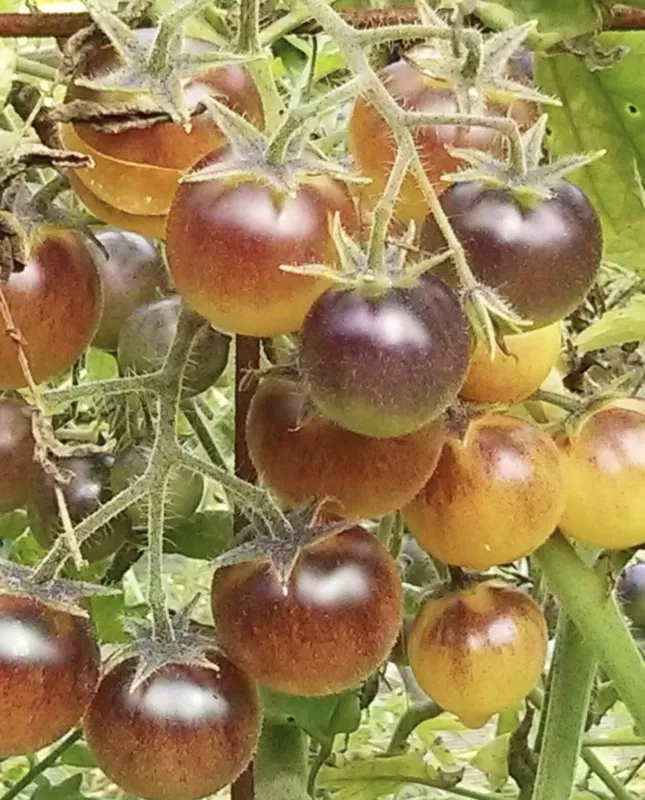 Indigo Cream Berries Tomato Seeds Organic - $4.79