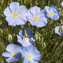 Ship From Us Blue Flax Seeds - 2 Oz Seeds - Annual Flower Gardening Seeds, TM11 - £45.85 GBP