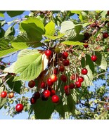 Wild Cherry - Prunus avium - 50 seeds (G 094) - £3.98 GBP