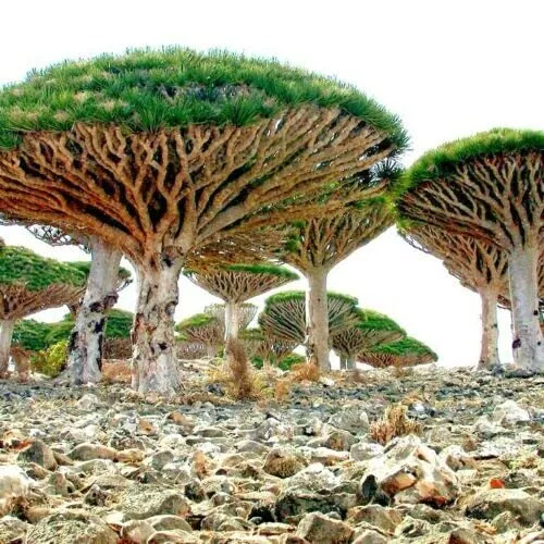 Dragon Tree Seeds to Grow 10 Seeds Dracaena Draco Seeds Exoti - $15.26