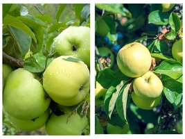 seedling Antonovka Apple tree fruit very hardy edible LIVE PLANT - $54.99