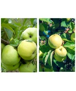 seedling Antonovka Apple tree fruit very hardy edible LIVE PLANT - £41.75 GBP