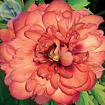 Kopper Kettle Orange Peony Tree 5 Seeds A Semi Double 8 Inch Wide Flower With Pe - $9.97