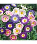 Fresh Dwarf Morning Glory Seeds Convolvulus Ensign Mix Flower Seed 1000 ... - €10,22 EUR