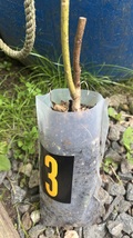 Exact plant #3 Royal Empress Tree 2 year old, Paulownia tomentosa - $125.00