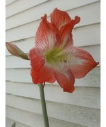 Pink And White Amaryllis  Bulb Home Yard And Garden - $12.95