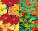 100 Seeds Nasturtium Landscaper’S Pack Tall Mixed Colors Edible Flowers ... - $8.00