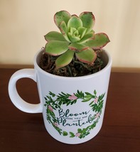 Succulent in Mug "Bloom Where You Are Planted", ceramic white planter Plant Gift