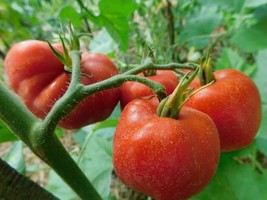 Bloody Butcher tomato - 10+ Seeds - P 448 - £1.57 GBP
