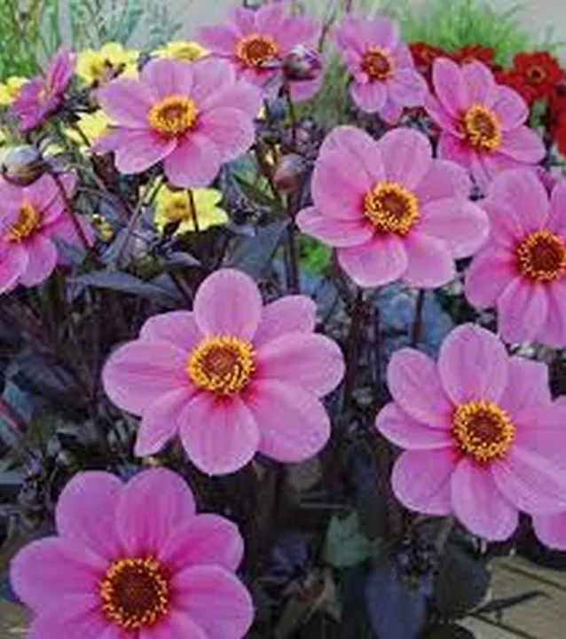 Dahlia Mignon Rose 25 Seeds Seller US - £7.48 GBP