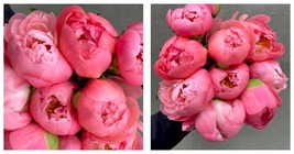 40 Seeds Jiehun Series Peony Big Pink Buds, Spherical Blooms with Delicate Scent - £11.77 GBP
