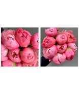 40 Seeds Jiehun Series Peony Big Pink Buds, Spherical Blooms with Delica... - $20.43 CAD