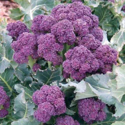Fragrant 200 Purple Broccoli Seeds Burgundy Sprouting Broccoli Cold Hard... - $3.49