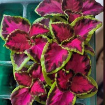 USA SELLER Chocolate Covered Cherry Coleus Seeds Coleus Seeds Indoor Shade Plant - £10.85 GBP