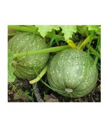 20 Seeds Zucchini summer squash unique garden heirloom casserole gourd - $2.73 CAD