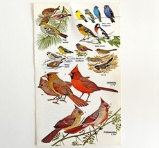 Cardinal Pyrrhuloxia And Other Birds 1966 Color Bird Art Print Nature AD... - £15.92 GBP