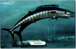 Wahoo Fish Known For Its Swiftness and Strength Postcard - £5.13 GBP