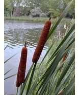 50 seeds  Cattails Cat Tails Typha Latifolia Water Pond Grass Flower - £6.71 GBP