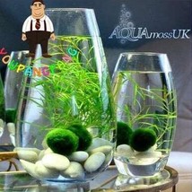 200pcs Moss Live Aquatic Plants Aquarium Water Grass Bonsai Flower Landscape Dec - £7.45 GBP