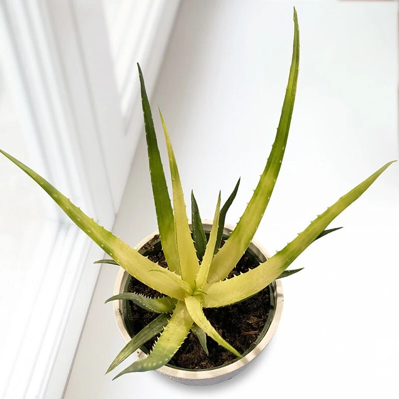 15+ seeds Aloe Solar Flare   house plant-  garden- flowers - $6.94