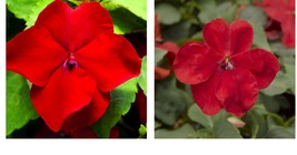 Impatiens Seeds Accent Premium Red Flower Seeds 50 Seeds - £17.63 GBP