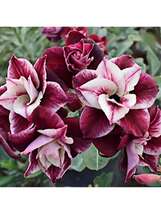 Dragon Eye Tree Seeds Drought Tolerant Perennial Plant Seeds  - $10.00