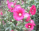 50 Seeds Pink Hollyhock Seeds Heirloom Wildflower Garden Cut Flowers Dro... - £7.20 GBP