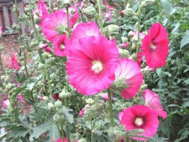 50 Seeds Pink Hollyhock Seeds Heirloom Wildflower Garden Cut Flowers Drought Hea - £7.07 GBP