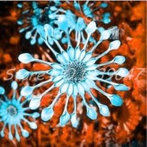 100PCS African Blue Eyed Daisy Flower Osteospermum Seeds - $8.49