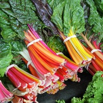 150 Rainbow Mix Swiss Chard Mixed Colors Beta Vulgaris Vegetable Seeds Fast Ship - $14.45