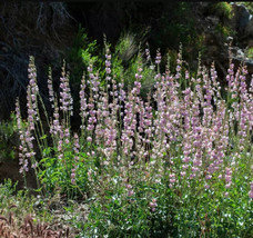 Penstemon Palmers Perennial Scented Non Gmo 500 Seeds - $12.75