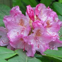 Rhododendron Macrophyllum Coast Rhododendron California Rose Bay 25 Seeds Fresh  - £17.68 GBP