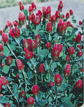 Clover Crimson Clover Full Sun Red Attrracts Bees 360 Seeds  - $8.35