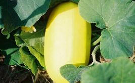 30 SPAGHETTI SQUASH Seed Organic Heirloom Summer Vegetable - £6.32 GBP
