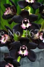 100Pcs Cymbidium Floribundum Orchid Seeds Black Flowers With Light Purple White  - £8.93 GBP