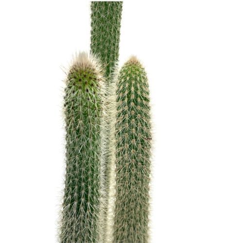 25 Graines De Cactus Du Vieillard Des Andes - Oreocereus Celsianus - Cactus Rustique à Poils Blancs - Pour Jardin Sec Ou Pot