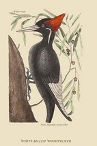 Large White Billed Woodpecker by Mark Catesby #2 - Art Print - £16.43 GBP+