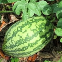 FRESH Dixie Queen Watermelon Seeds Cuban Queen  Crimson Heirloom - £9.50 GBP