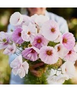 30 Pcs Cupcakes Mix Cosmos Seeds - $311.87 MXN