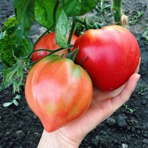 Bulls Heart Tomato Seeds (5) - Rare Heirloom Variety, Grow Your Own Luscious Tom - £5.49 GBP