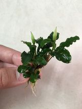10x Live Aquarium Plants Bucephalandra Green Wavy Leaf Loose Rhizome Aquatic - £62.93 GBP