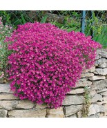 New Fresh Seeds Aubrieta Rock Cress Seed Ground Cover Seeds 2000 Seeds - €17,33 EUR