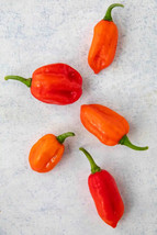 GIB 25 Seeds Easy To Grow Aji Dulce Peppers Large Vegetable Edible Food Hot - £7.13 GBP