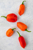 GIB 25 Seeds Easy To Grow Aji Dulce Peppers Large Vegetable Edible Food Hot - $9.00