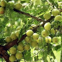 Amalika / Indian gooseberry (Phyllanthus emblica) Live Fruit Tree 12” - £68.73 GBP