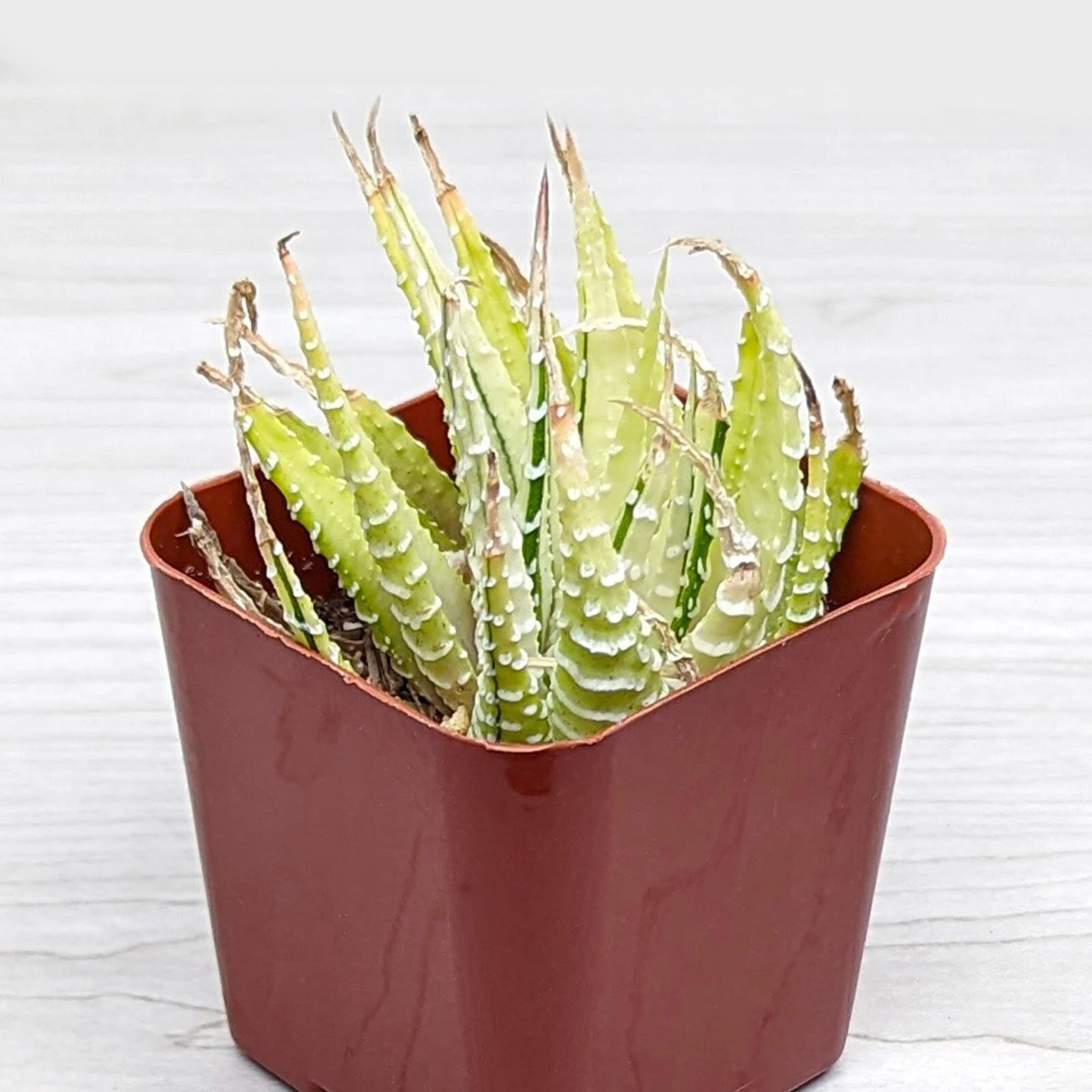 Succulent Live Plant - Haworthia Fasciata : Zebra Plant Variegated - In ... - $16.50