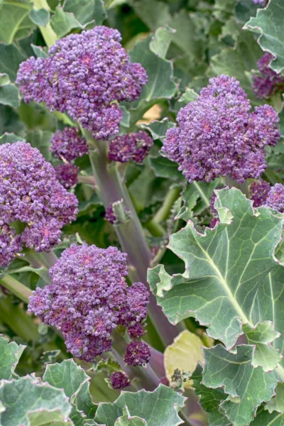 Purple Broccoli Seeds 600+ Early Purple Sprouting Non Gmo Heirloom Garden Fresh - £5.25 GBP