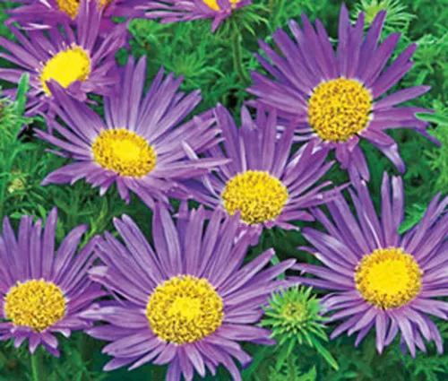 Daisy Tahoka Daisy Prairie Aster Blue Flower 150 Seeds Garden - $1.98