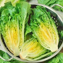 Little Caesar Romaine Lettuce Garden Seeds Vegetable Seeds Heat Frost Resistant  - £11.87 GBP