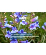 20 Blue Beard Tongue Seeds – Penstemon spectabilis, Hummingbird & Butterfly Magn - $20.00